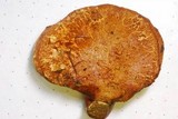 Buchwaldoboletus lignicola image