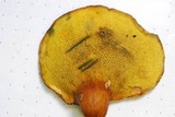 Buchwaldoboletus lignicola image