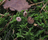 Gymnopus androsaceus image