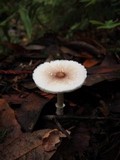 Leucoagaricus rubrotinctus image