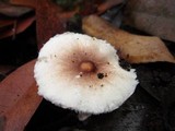 Leucoagaricus rubrotinctus image