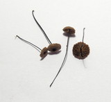 Gymnopus androsaceus image