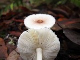 Leucoagaricus rubrotinctus image