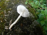 Leucoagaricus rubrotinctus image