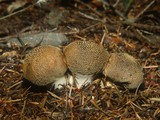 Lycoperdon marginatum image