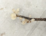 Hemimycena candida image