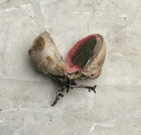 Mutinus caninus image