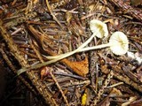 Mycena crocea image
