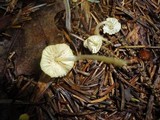 Mycena crocea image