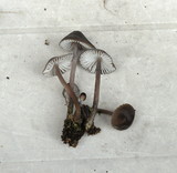 Mycena abramsii image
