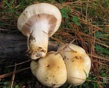 Hygrophorus flavodiscus image