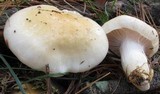 Hygrophorus flavodiscus image