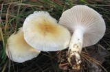 Hygrophorus flavodiscus image