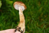 Armillaria solidipes image
