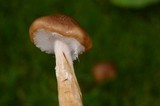 Armillaria solidipes image