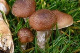 Armillaria solidipes image