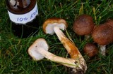 Armillaria solidipes image