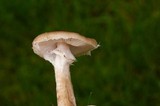 Armillaria solidipes image