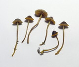 Mycena aurantiomarginata image