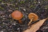 Cortinarius gentilis image