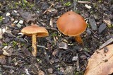 Cortinarius gentilis image