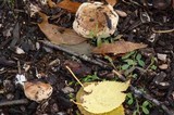 Hebeloma crustuliniforme image