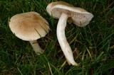Hebeloma crustuliniforme image