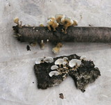 Plicaturopsis crispa image