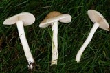 Hebeloma crustuliniforme image