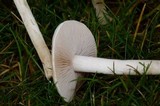 Hebeloma crustuliniforme image
