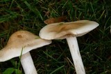 Hebeloma crustuliniforme image