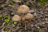 Psilocybe stuntzii image