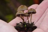 Psilocybe stuntzii image