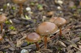 Psilocybe stuntzii image