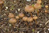 Psilocybe stuntzii image
