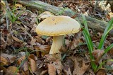 Hygrophorus pudorinus image