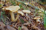 Hygrophorus pudorinus image