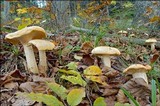 Hygrophorus pudorinus image