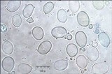 Hygrophorus pudorinus image