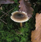 Rhodocollybia butyracea image