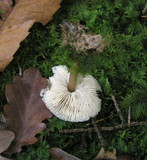 Rhodocollybia butyracea image