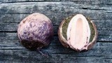 Phallus hadriani image