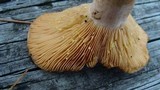 Lactarius chrysorrheus image