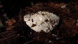 Amanita polypyramis image