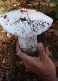 Amanita polypyramis image