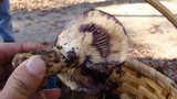 Lactarius uvidus image