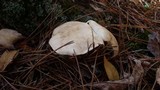 Clitocybe rivulosa image