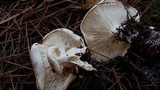 Clitocybe rivulosa image
