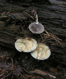 Stropharia aeruginosa image