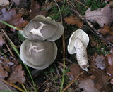 Tricholoma saponaceum image